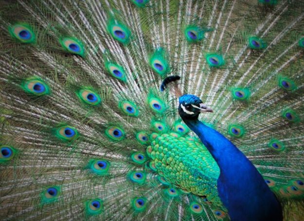 peacock-1206724_1920-700×510