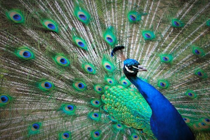 peacock-1206724_1920-700×510